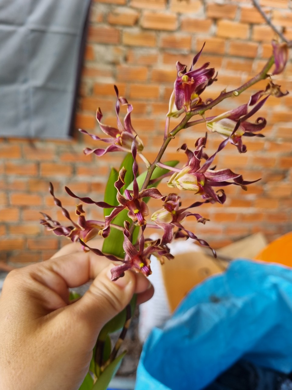 Hoa lan Sing Đỏ