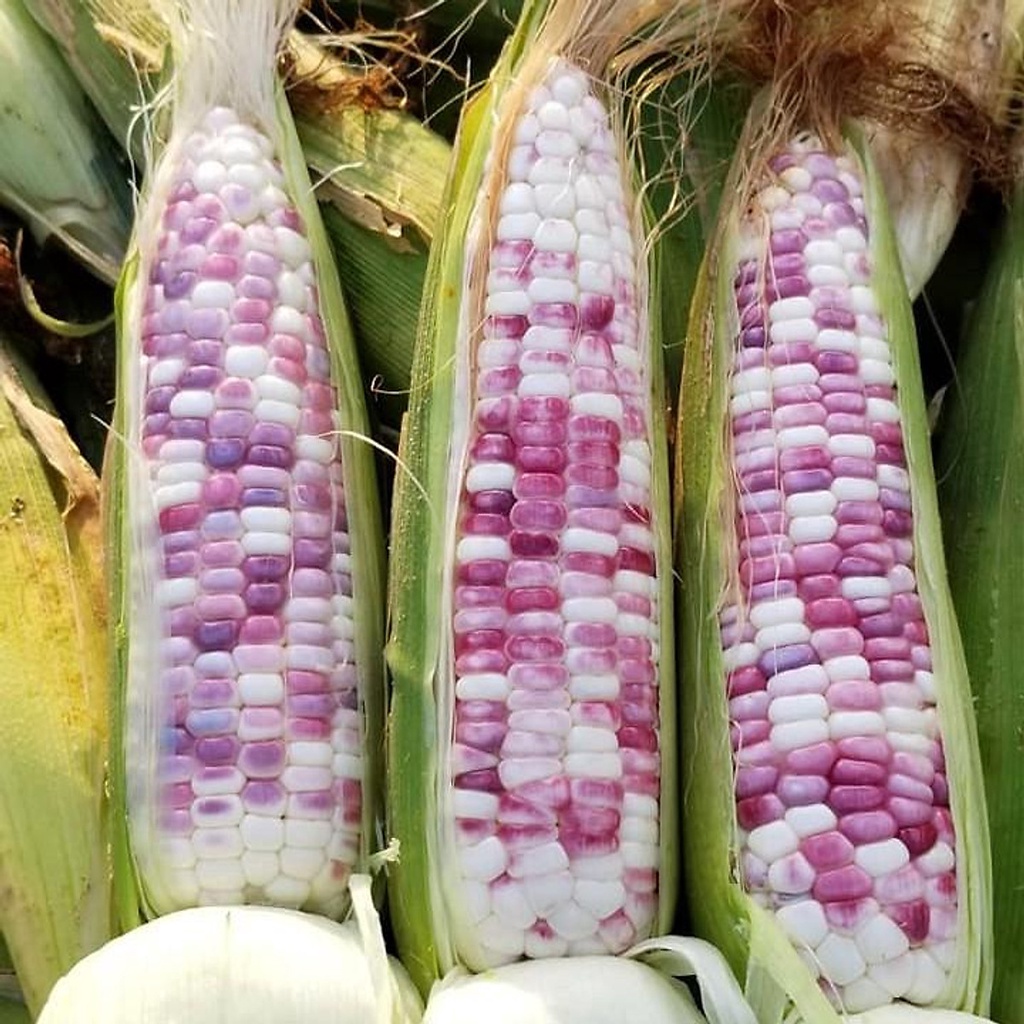Hạt Giống Bắp Nếp Dẻo Cẩm Hồng 5gr