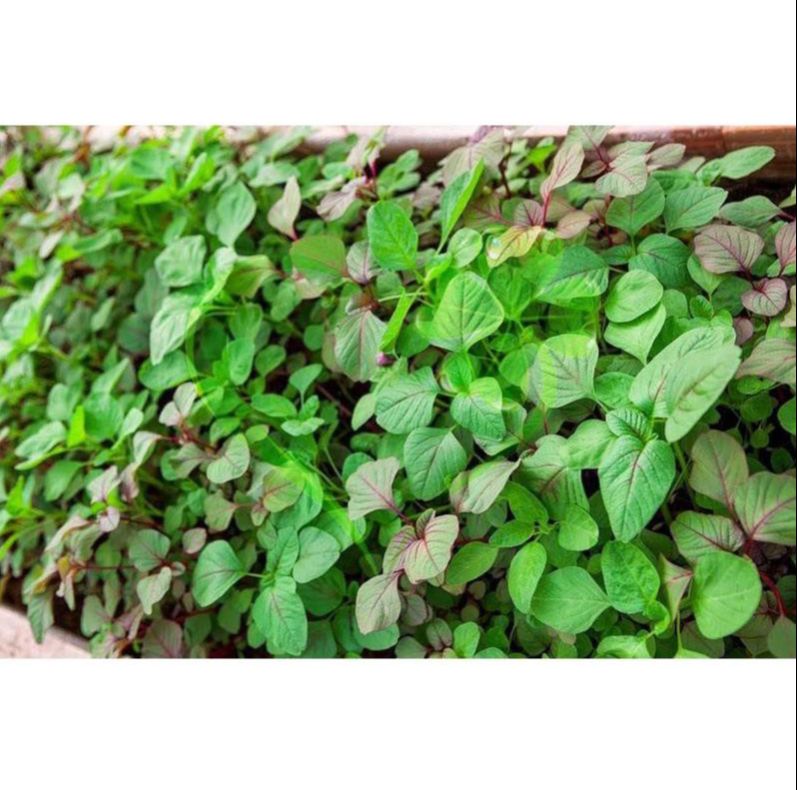 Hạt giống dền 3 màu - gói 20 gram