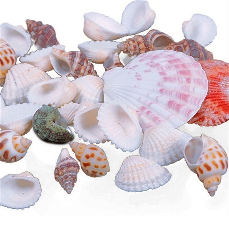 100g Beach Mixed SeaShells Mix Sea Shells Shell Craft SeaShells Aquarium Decor. 