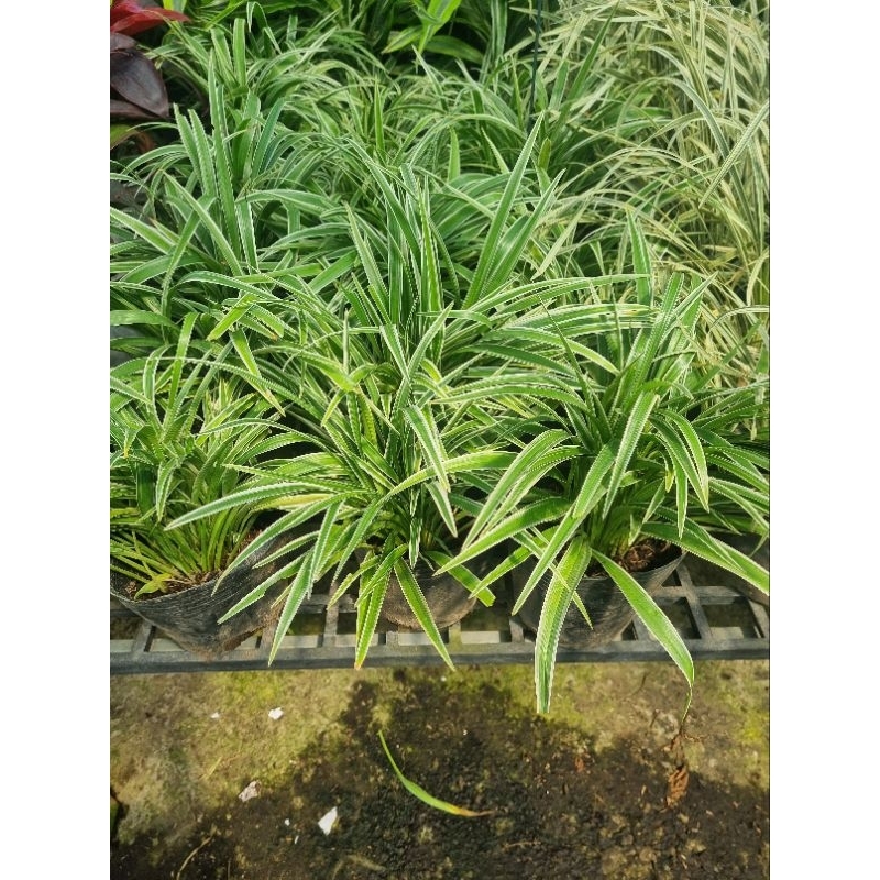 Cây cỏ lan chi - cây dây nhện