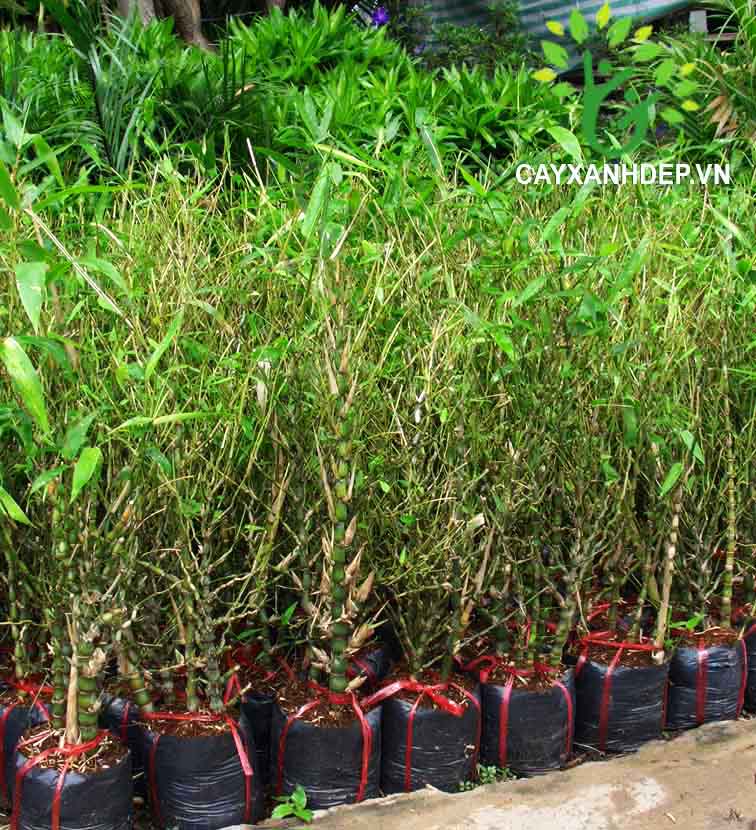 Cây Trúc đùi ếch