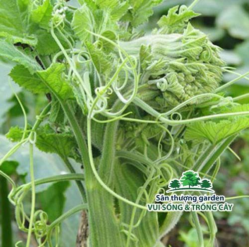 Hạt giống bầu ngọn siêu đọt n0.1 - gói 5 gram