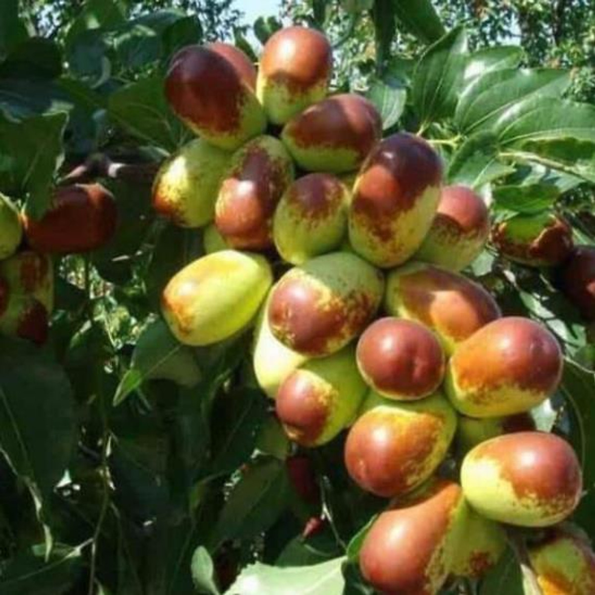 Cây giống hồng táo - cây giống nhập khẩu