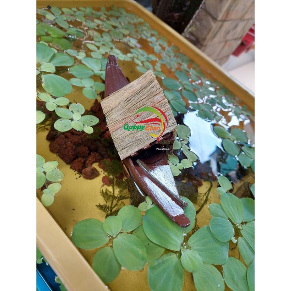 Mô hình xuồng gỗ nổi trang trí hồ cá