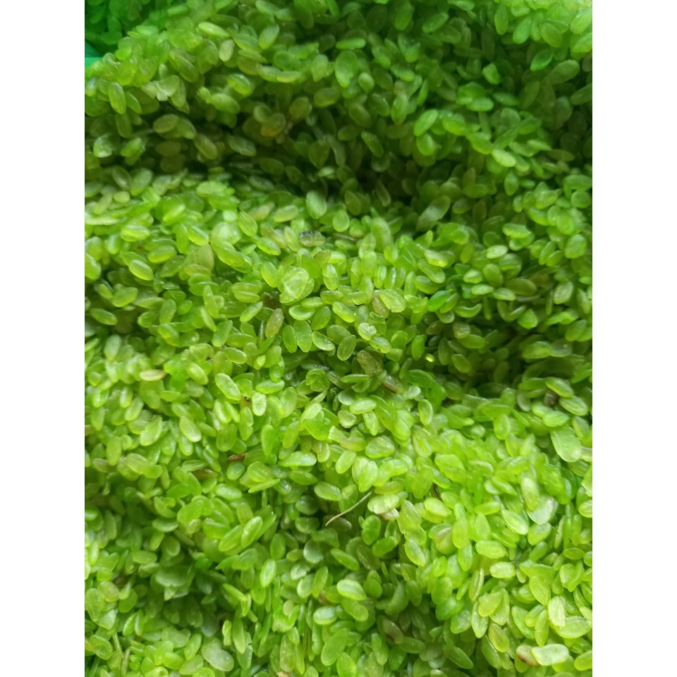 Cốm non làng vòng sấy khô - túi 1kg - bếp chè thái