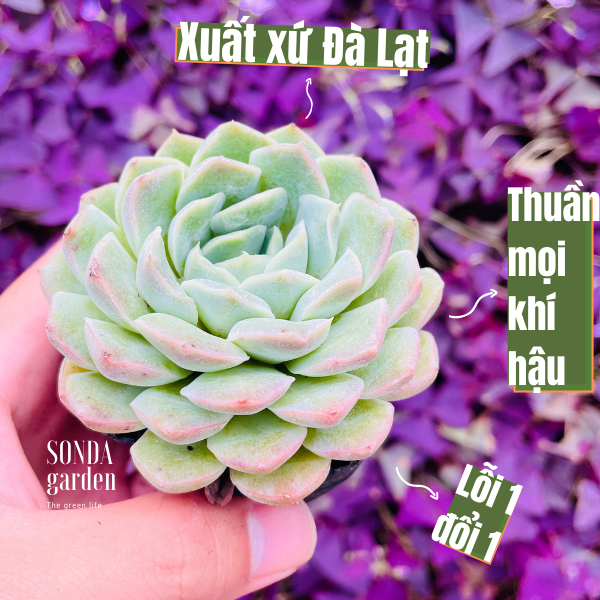 SEN ĐÁ THANH CÚC SIZE BÉ SIÊU KHỎE ĐẸP LỖI 1 ĐỔI 1