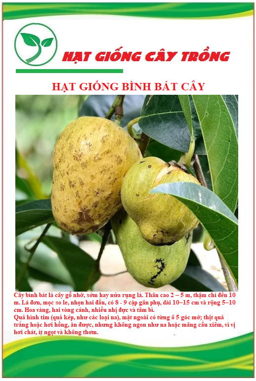 Hạt giống bình bát cây - bình bát vàng - 1 gói 10 hạt