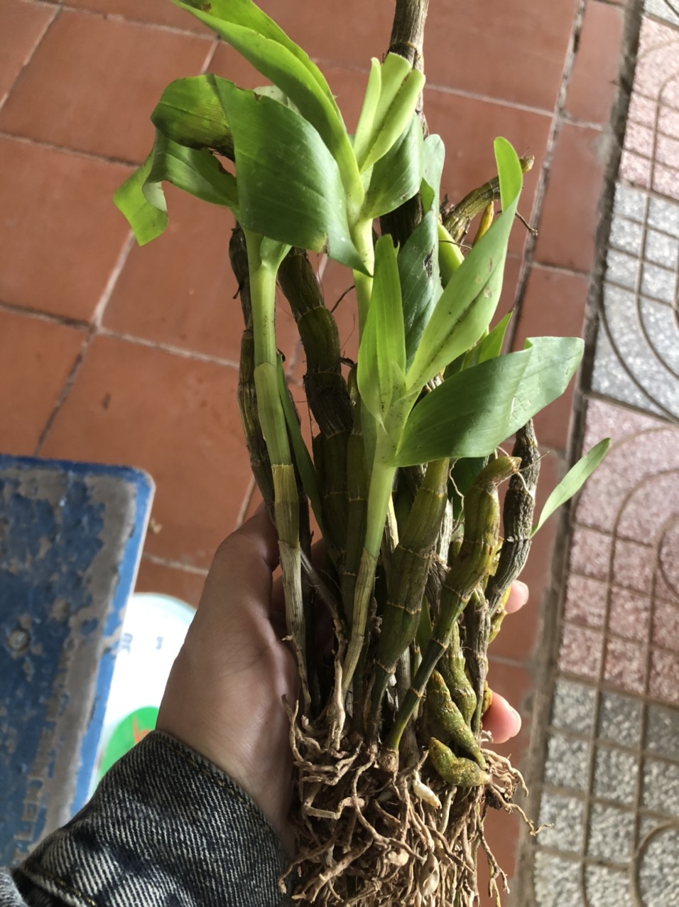 lan rừng Hoàng Thảo Lụa Vàng bó 200gram 55k(hàng đa thân xuống lá)