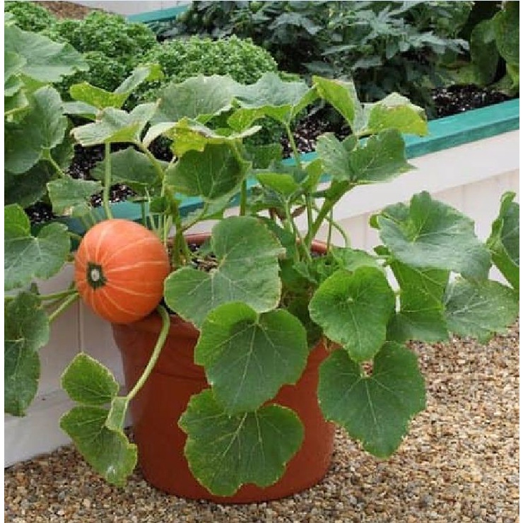 Hạt giống Bí Ngô tí hon, ( bí đỏ mini ) - H2T FARM