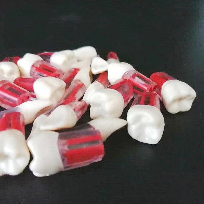 Mô Hình Hàm Răng Bằng Nhựa Resin Trong Suốt Dành Cho Học Sinh Tập Làm Nha Khoa
