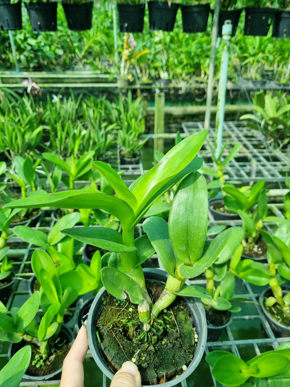 HOA LAN DENRO NẮNG BƯỚM ĐỎ