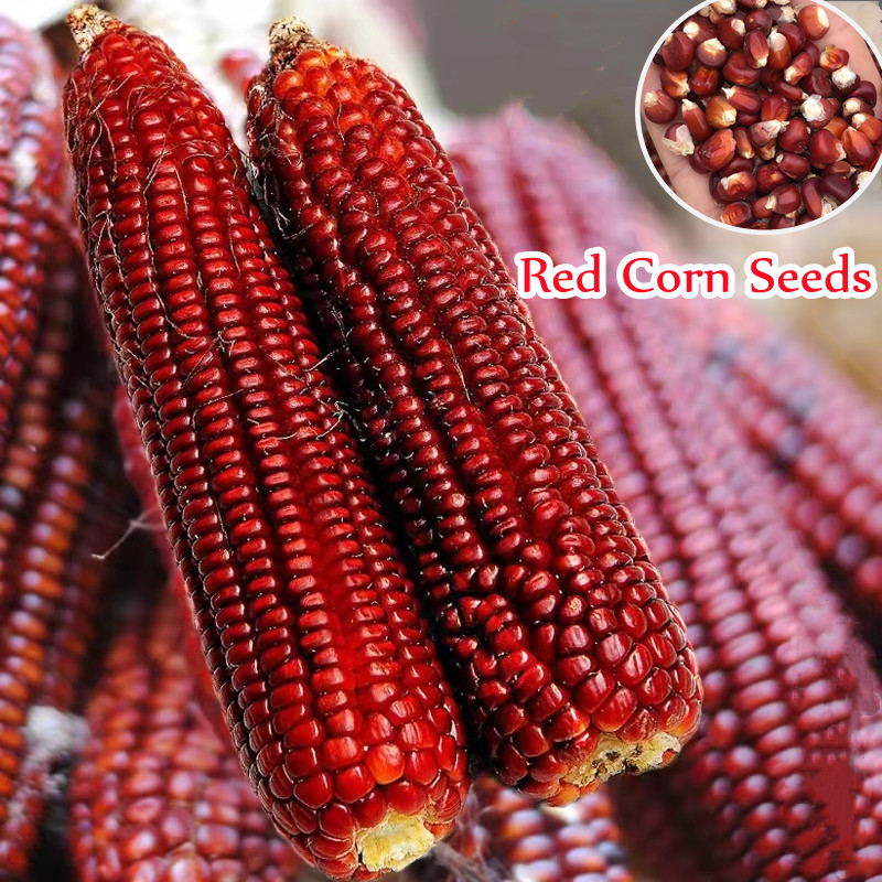 corn seeds for planting