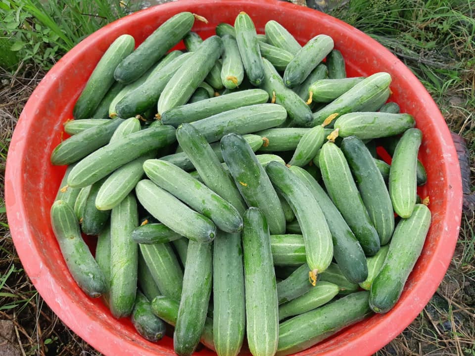 Hạt Giống Dưa Leo AGRI MEKONG 666 - (10gr/gói 400 hạt )