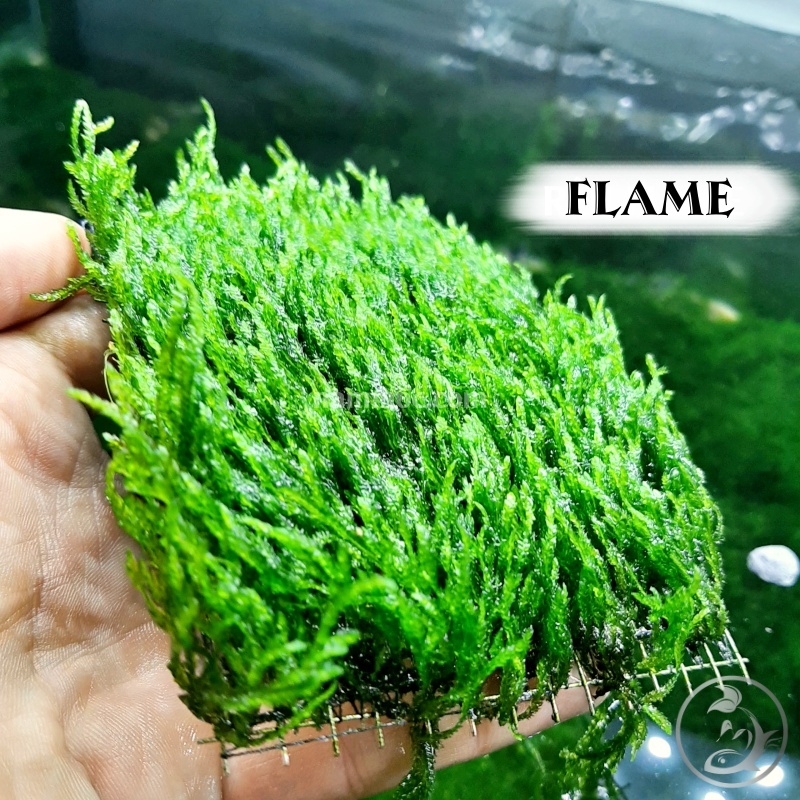 Rêu Flame - Rêu lửa || Dòng rêu thuỷ sinh đẹp, dễ trồng