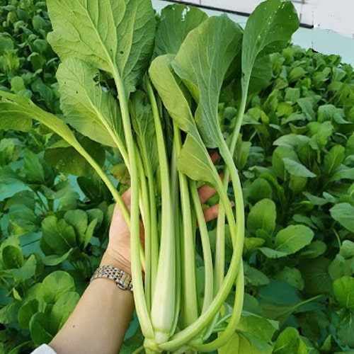 Hạt giống cải ngọt - gói 20 gram