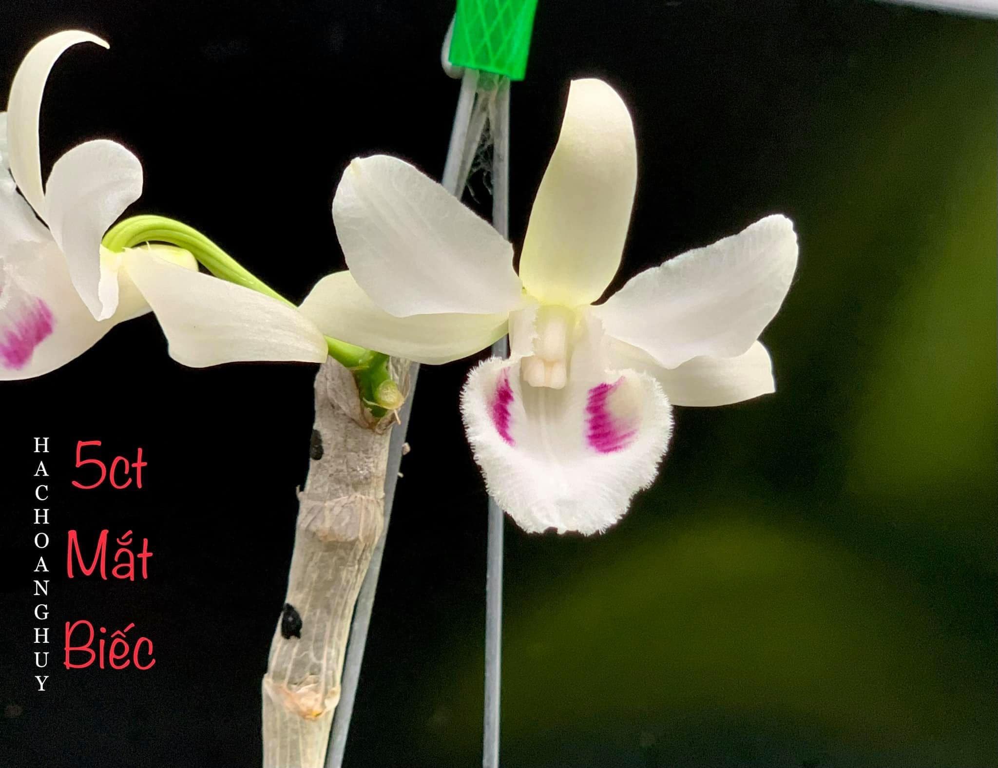 [Rẻ vô địch] Phi điệp 5ct mắt biếc hàng giống
