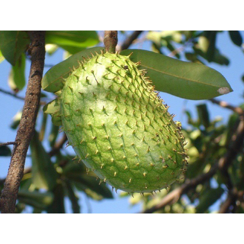 CÂY GIỐNG MÃNG CẦU XIÊM THÁI