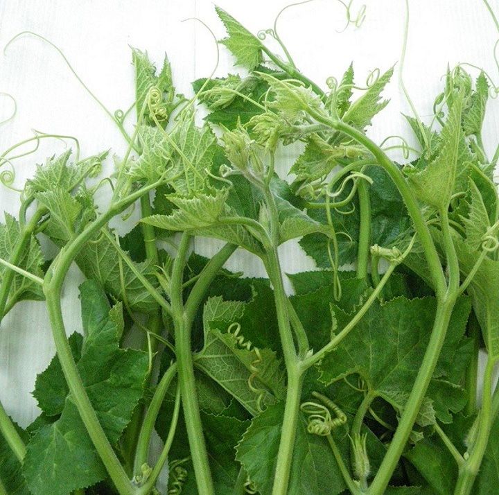 Hạt bí ngọn siêu đọt- gói 20 gram