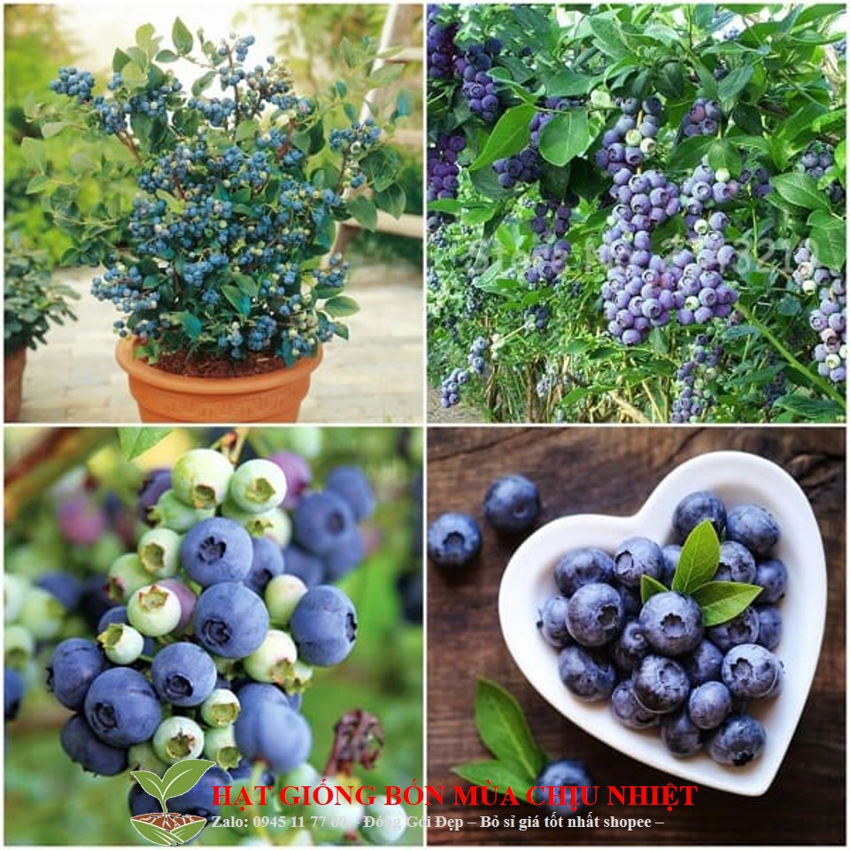 71a hạt giống việt quất đến mùa