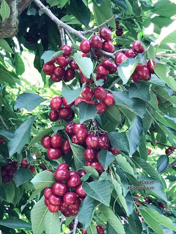 Cây giống cherry anh đào mỹ ra quả quanh năm- cây giống nhập khẩu
