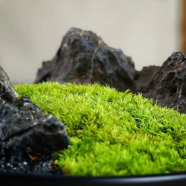 Rêu tươi dùng làm tiểu cảnh, terrarium