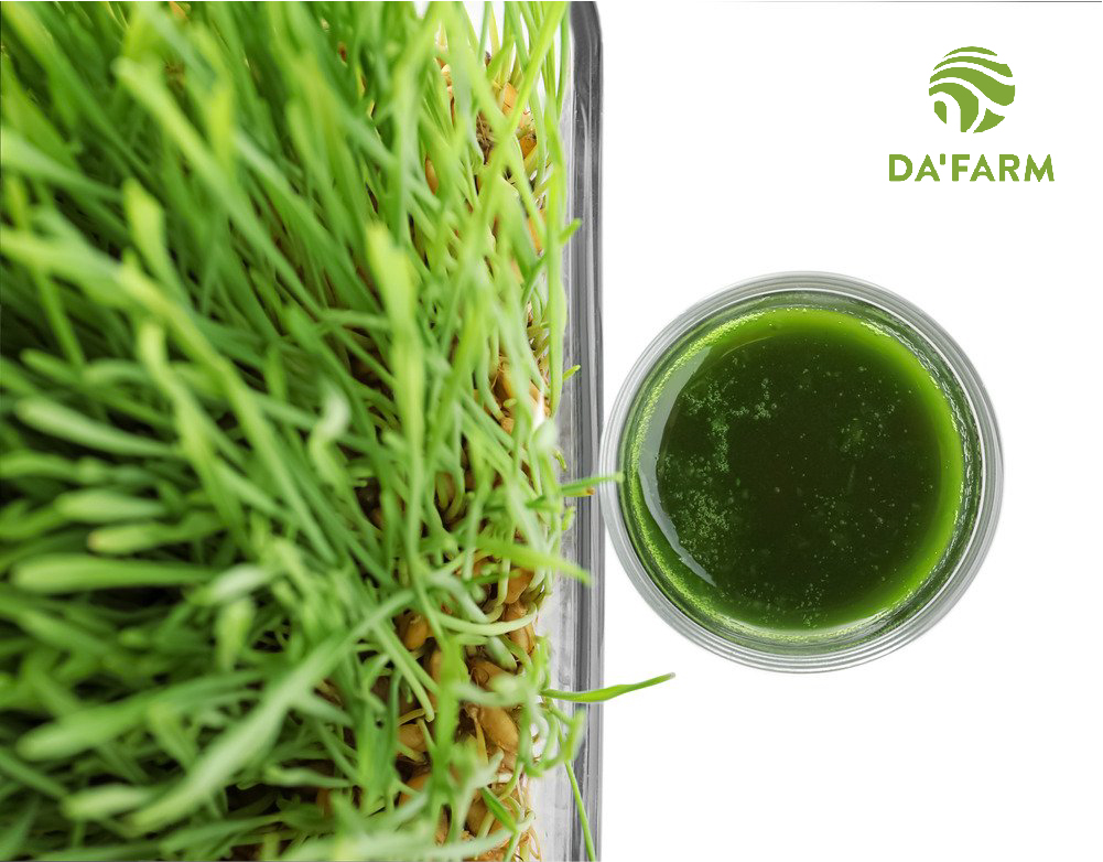 Hạt giống cỏ lúa mì hữu cơ loại 1 Da'farm