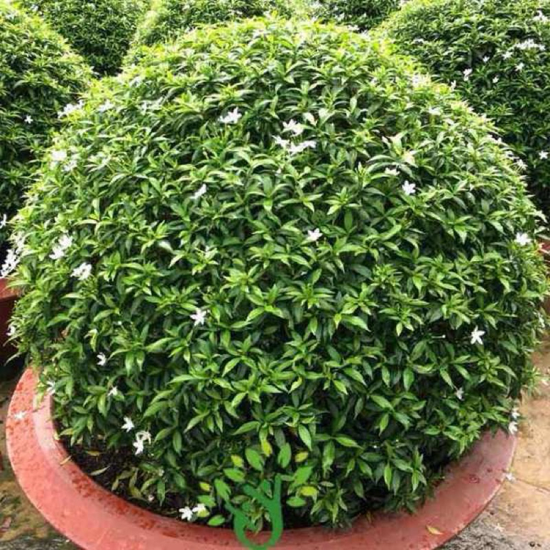 Cây Mai Vạn Phúc Bầu Bát ( cây to bầu rễ ổn định, có những cây đã điểm hoa)