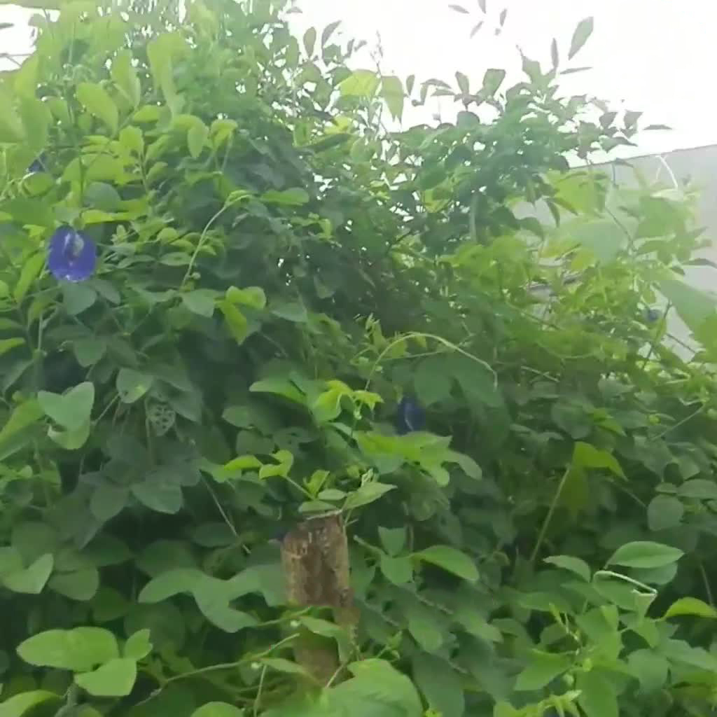 Hoa đậu biếc sấy khô trồng ở quê