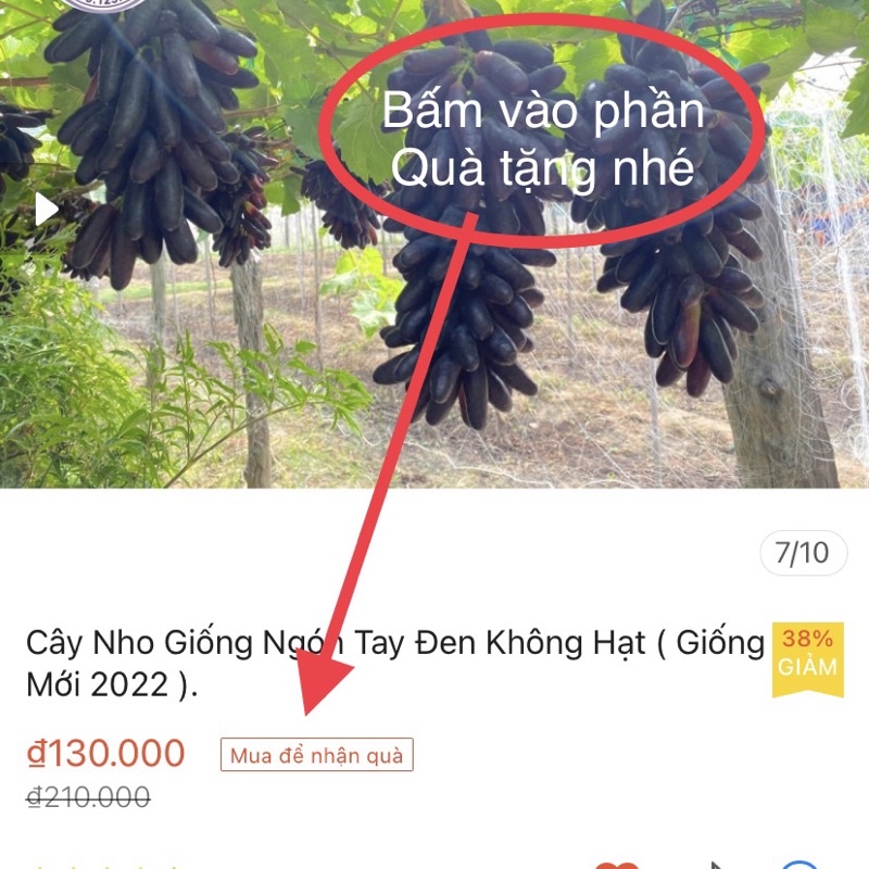 Cây Nho Giống Ngón Tay Đen Không Hạt (Tặng phân bón khi 2 Cây trở lên)