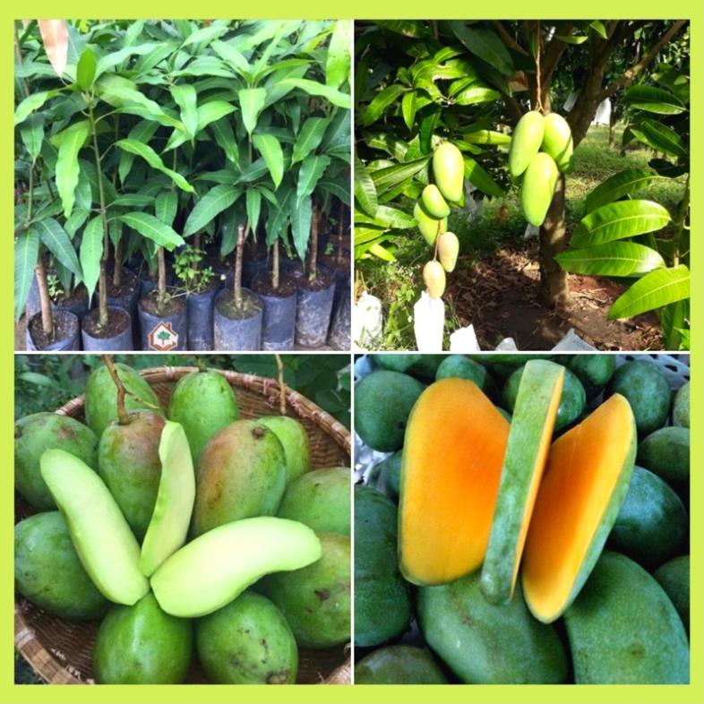 CÂY GIỐNG XOÀI THÁI