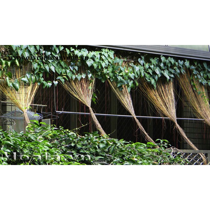 Dây Leo Liêm Hồ Đằng- cây giống size to