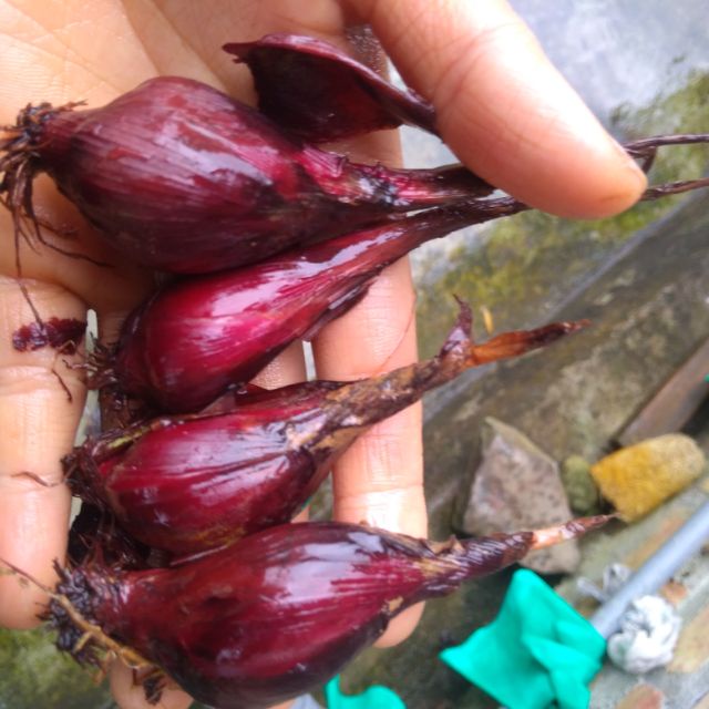 100 củ giống sâm đại hành thu hái từ rừng tự nhiên