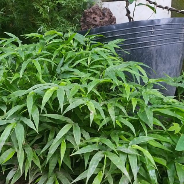 Cây thủy sinh cỏ lá tre, tre nước, trúc nước- 1 khóm cây giống