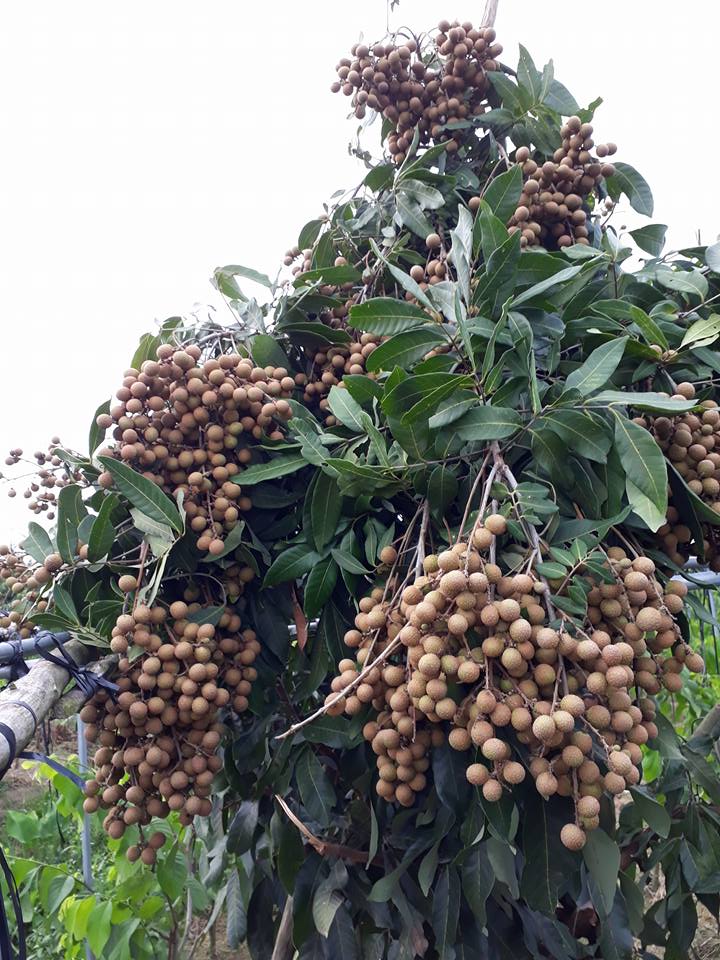 Cây nhãn siêu trái (hay gọi là nhãn Hồng Phúc)
