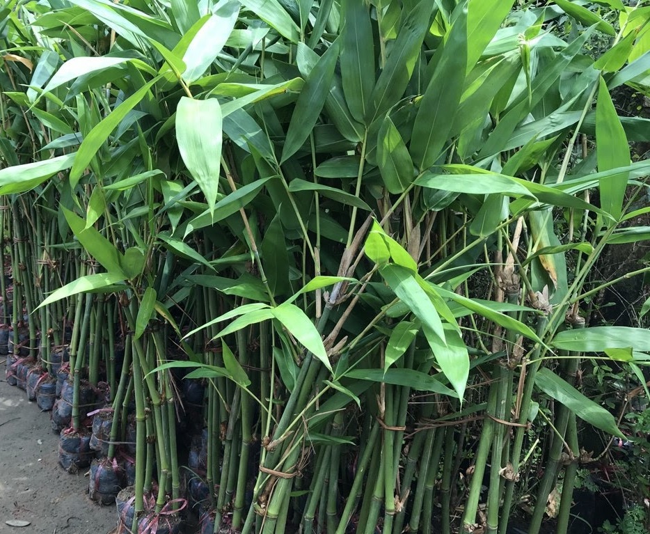 CÂY GIỐNG MĂNG TRE BÁT ĐỘ SIÊU NĂNG SUẤT