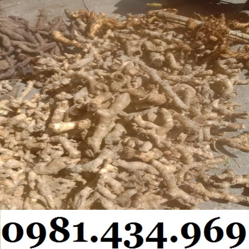 Củ Mía Dò (Cát Lồi) 01KG Tự Nhiên Chất Ngon