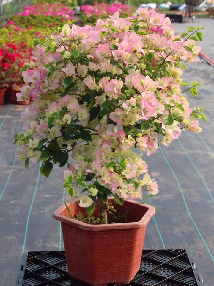 Hoa giấy Sakura nhật - cây trưởng thành đang hoa (hoặc đã có hoa)