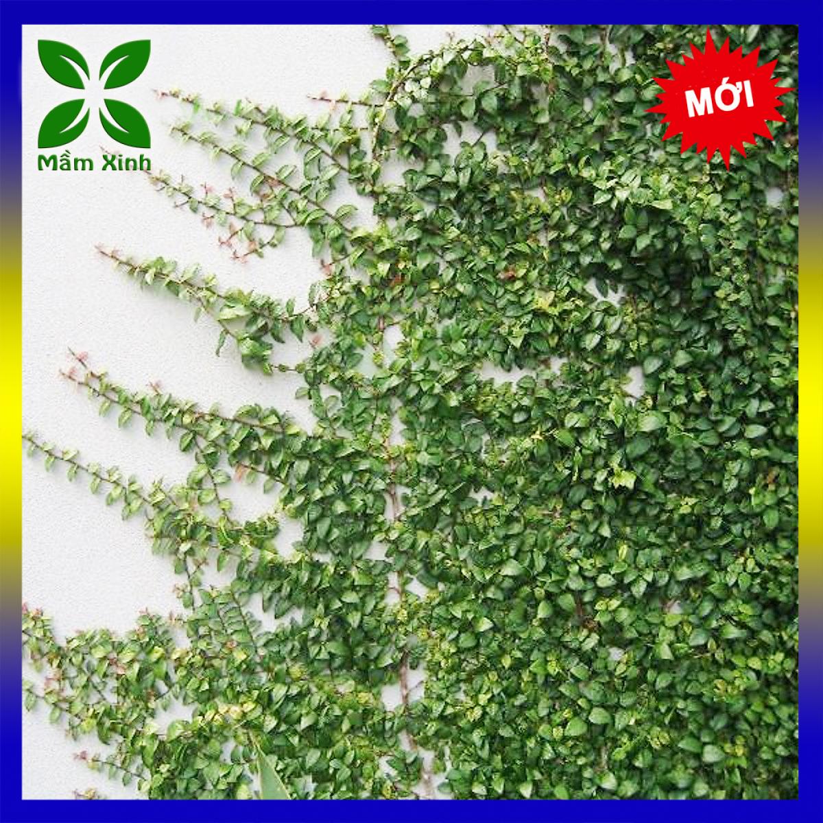 Cây Thằn Lằn (Cây Vảy Ốc bám tường) Mầm Xinh