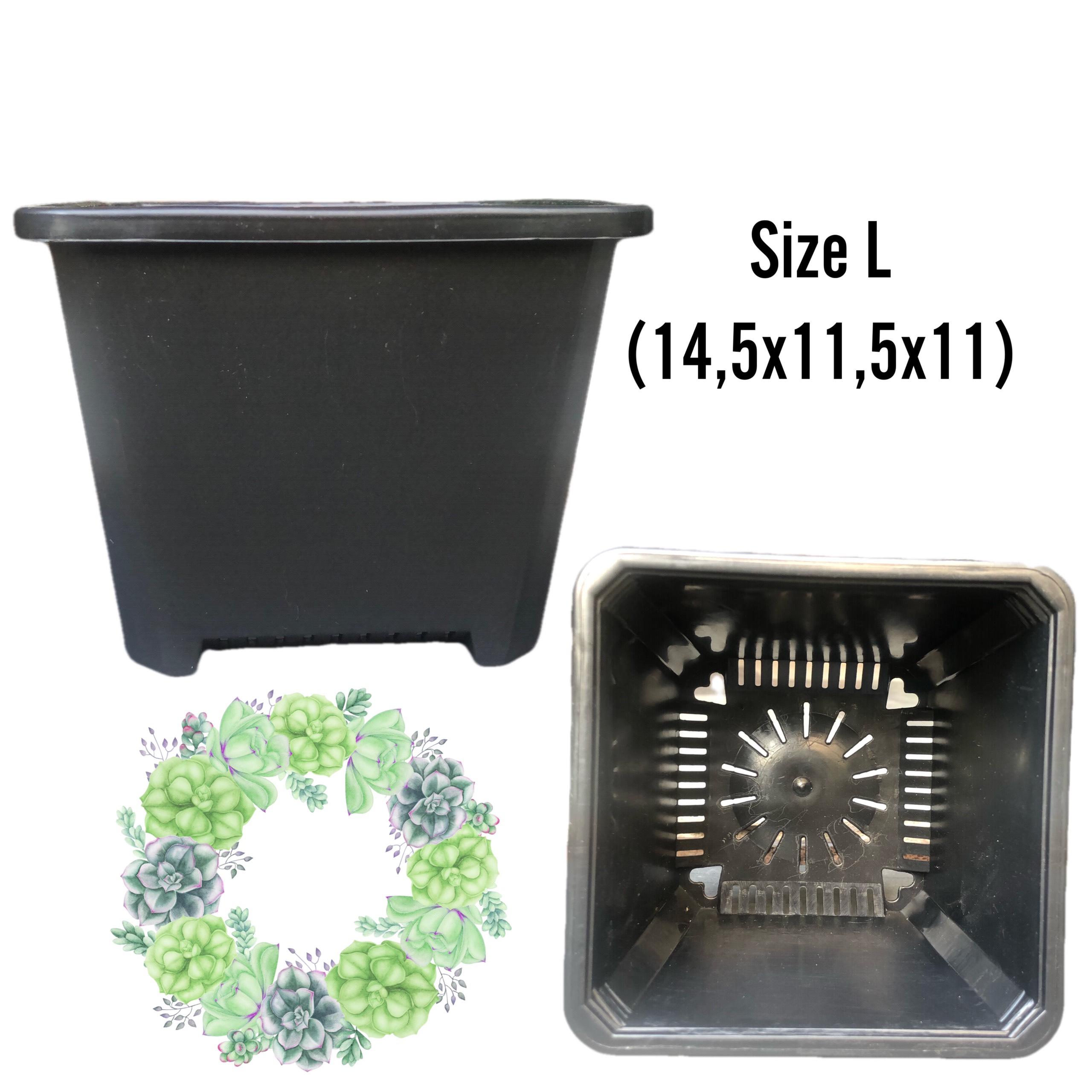 Chậu vuông trồng Sen Đá