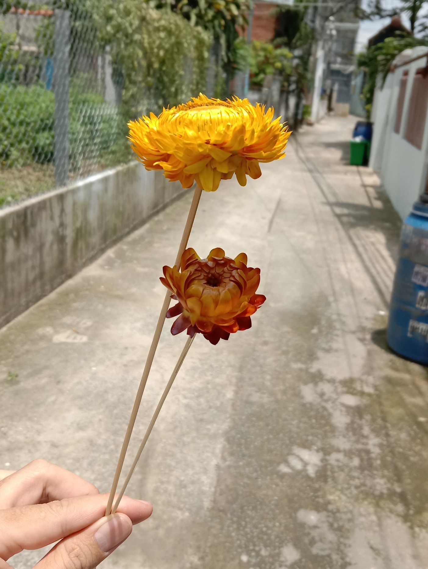 hoa cúc bất tử khô thân tăm tre