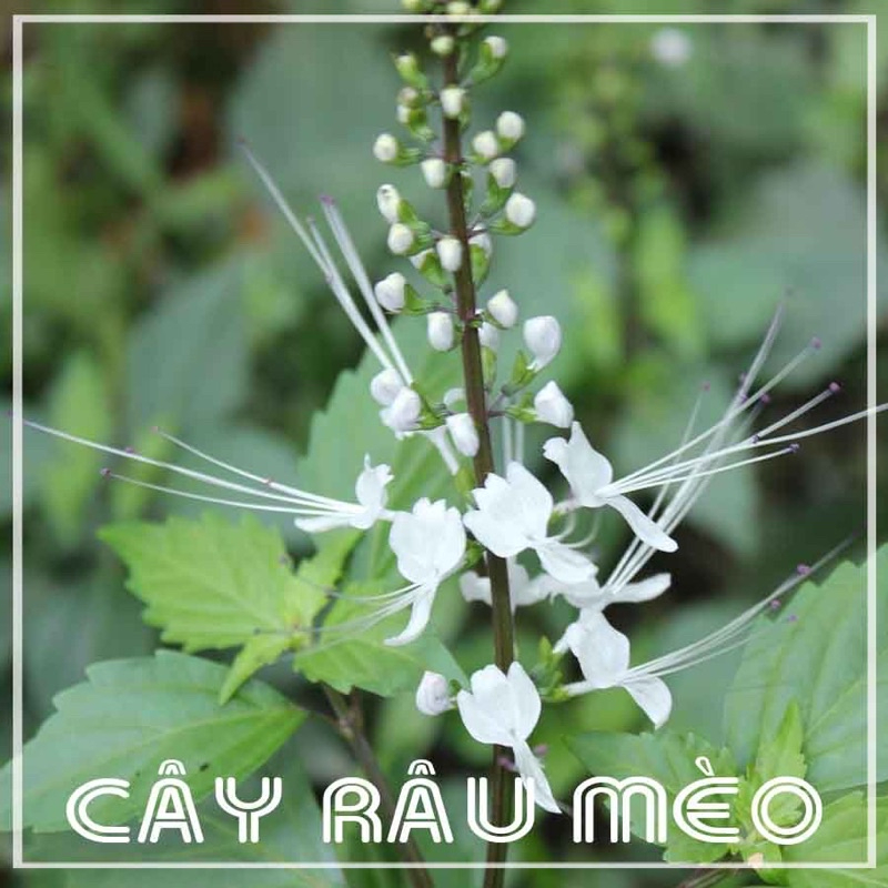 Cây râu mèo khô 1kg