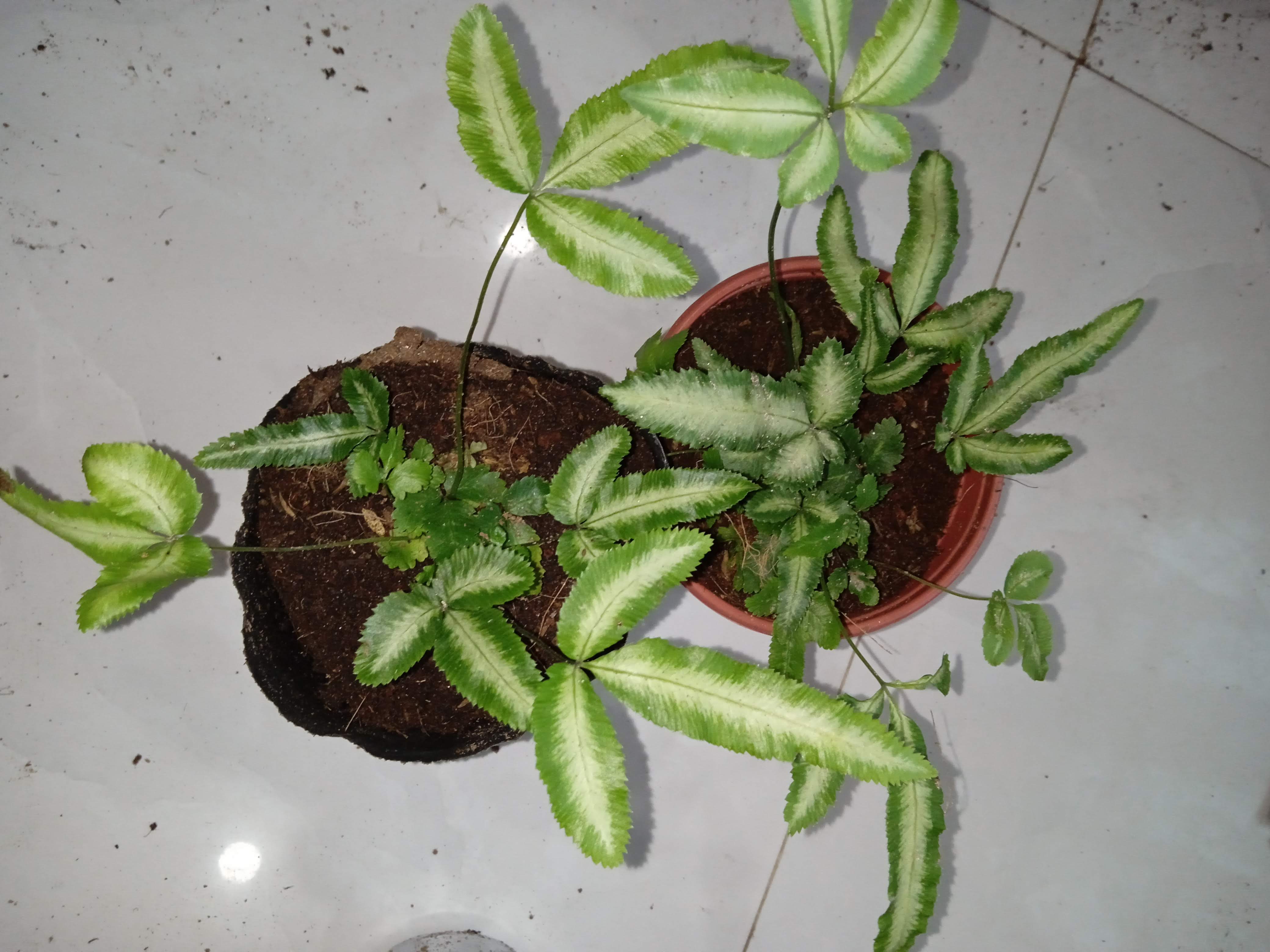 Dương xỉ cẩm thạch bản to
