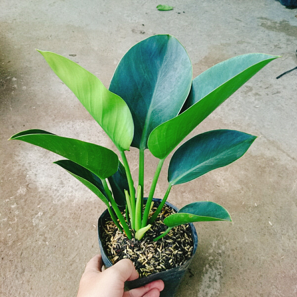 Trầu Bà Đế Vương Xanh - cây cảnh để bàn