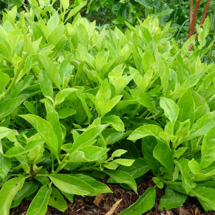 Sambung Nyawa / Longevity Spinach (Gynura procumbens) - Pokok Hidup ...