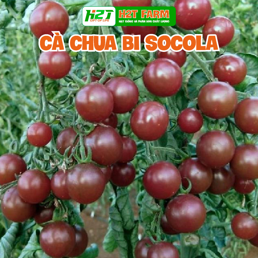 Hạt giống cà chua cherry đen, cà chua cherry socola - h2t farm