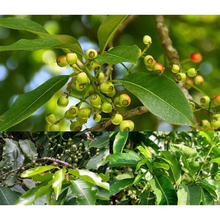 Cây lá vối nếp (cây chè vối) - cây giống