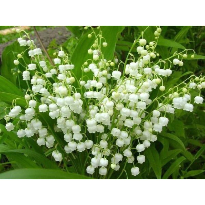 CỦ HOA LINH LAN(2 CỦ) - Giống Hoa Cảnh Nhập Khẩu