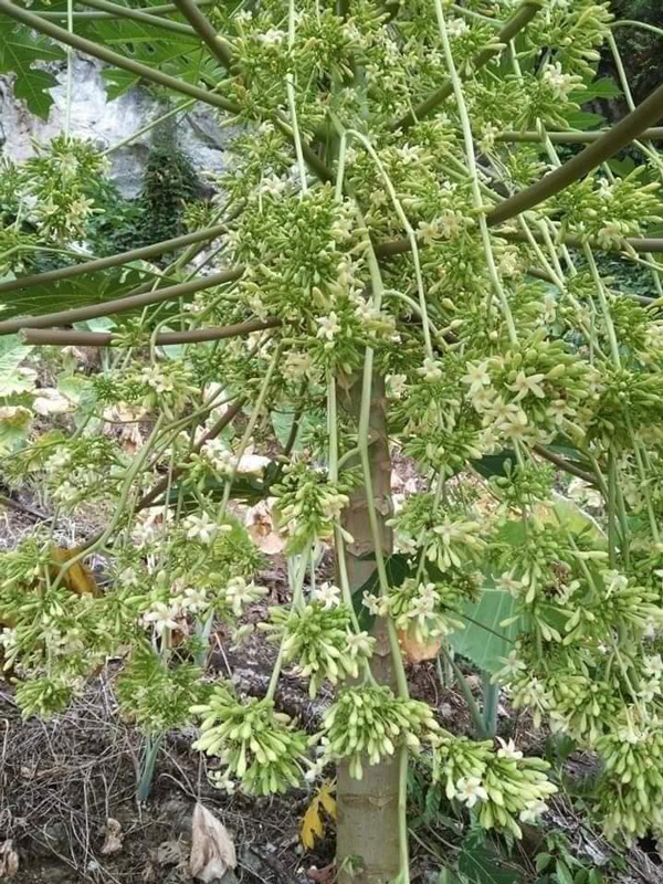 Cây đu đủ đực giống