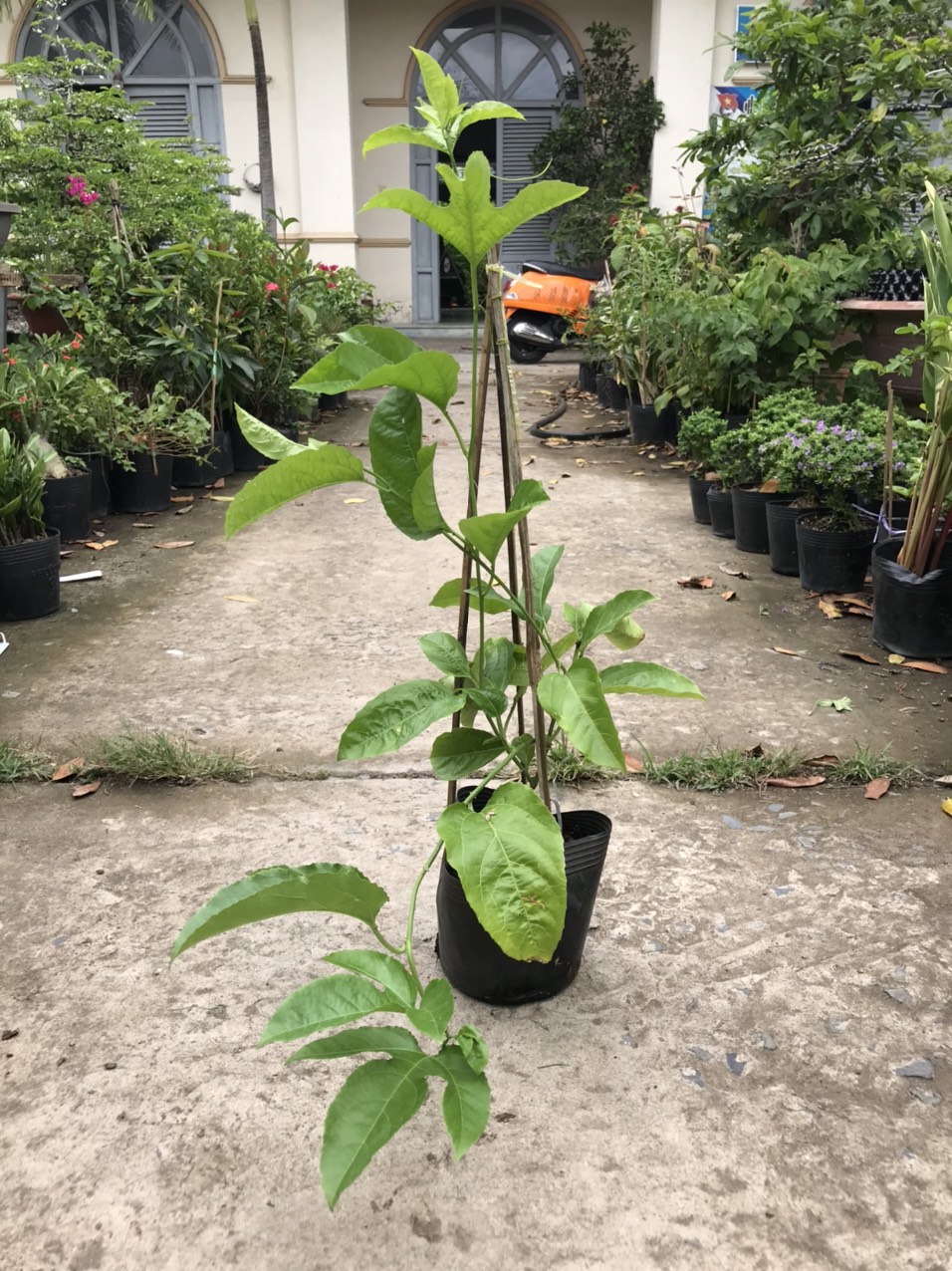 Caykiengsadec Cây chanh dây